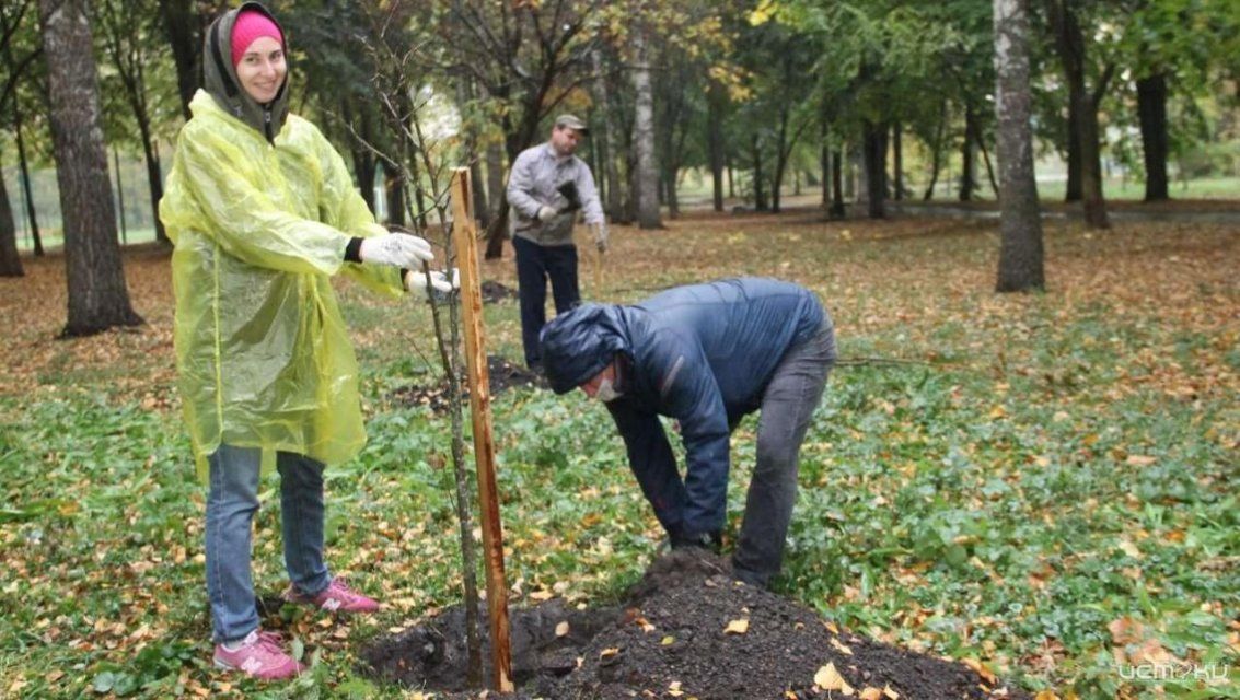 Осенью в Орле высадят 2000 молодых деревьев
