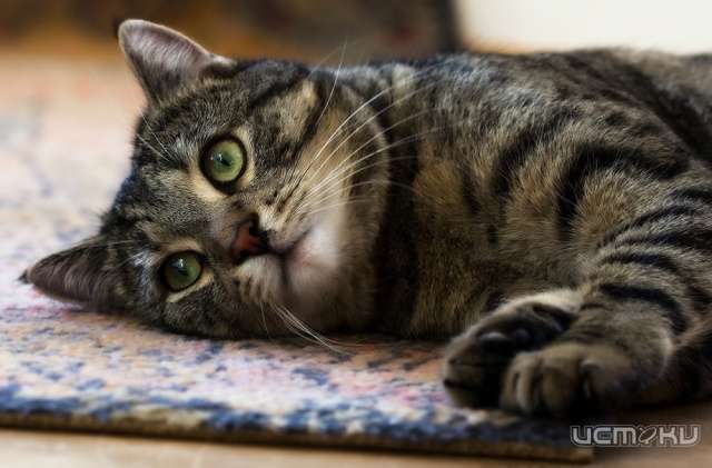 В Орле нашли вирус кошачьей чумки В Орле нашли вирус кошачьей чумки