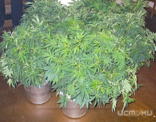 Орловчанин ответит за незаконное хранение оружия и наркотиков Орловчанин ответит за незаконное хранение оружия и наркотиков