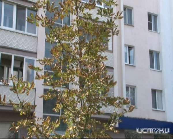 Как в Орле собираются спасать от гибели каштаны Как в Орле собираются спасать от гибели каштаны