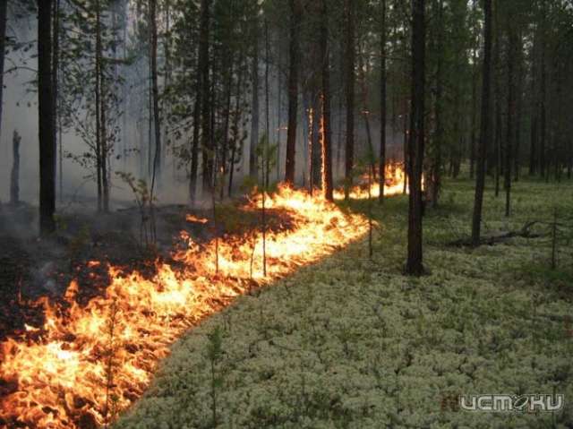 На Орловщине полномасштабно не занимались пожарной безопасностью лесов уже 20 лет На Орловщине полномасштабно не занимались пожарной безопасностью лесов уже 20 лет