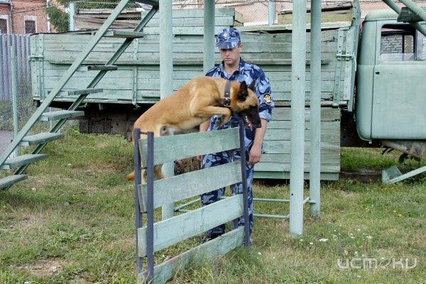 Орловские кинологи среди лучших в стране Орловские кинологи среди лучших в стране