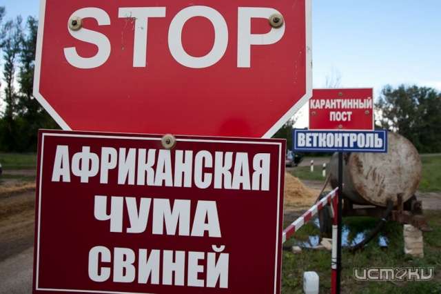 В Хотынецком природном парке нашли АЧС В Хотынецком природном парке нашли АЧС