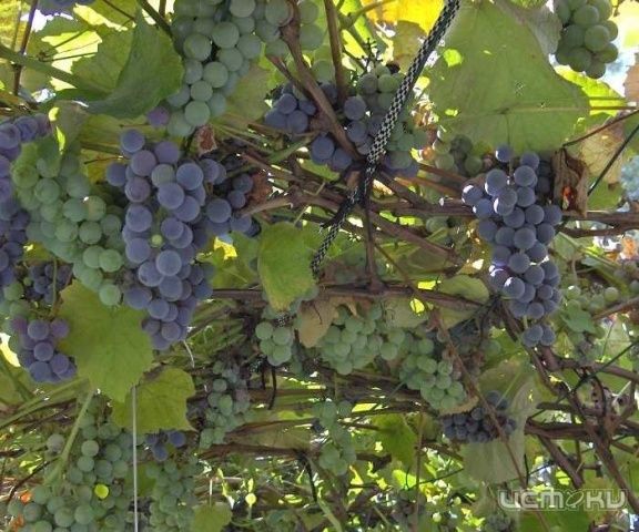 Уход за виноградом Уход за виноградом