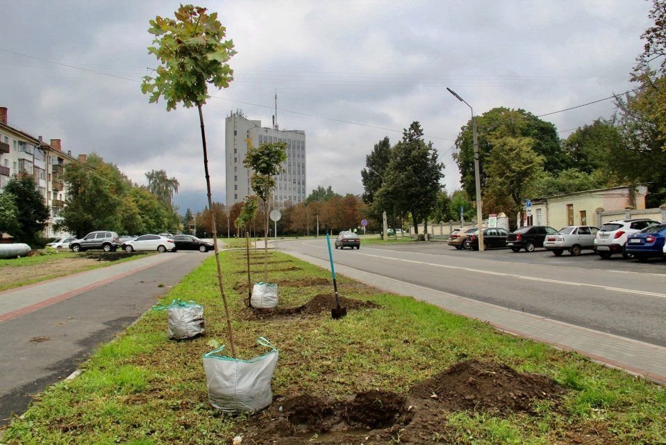 В Орле на ул. Ломоносова высаживают новые деревья