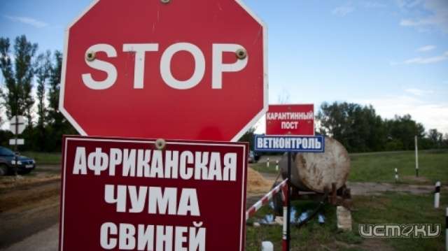 АЧС не отступает от Орловщины АЧС не отступает от Орловщины