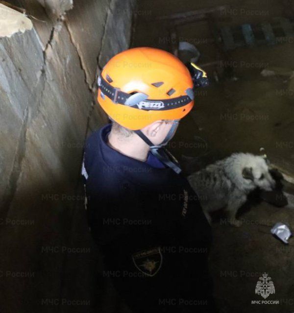 В Орле спасатели помогли выбраться застрявшей в подвале собаке