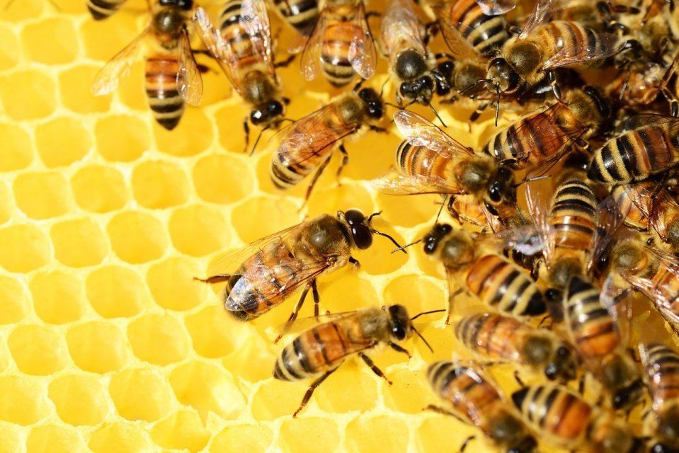 Орловчанину прислали посылку с живыми пчёлами