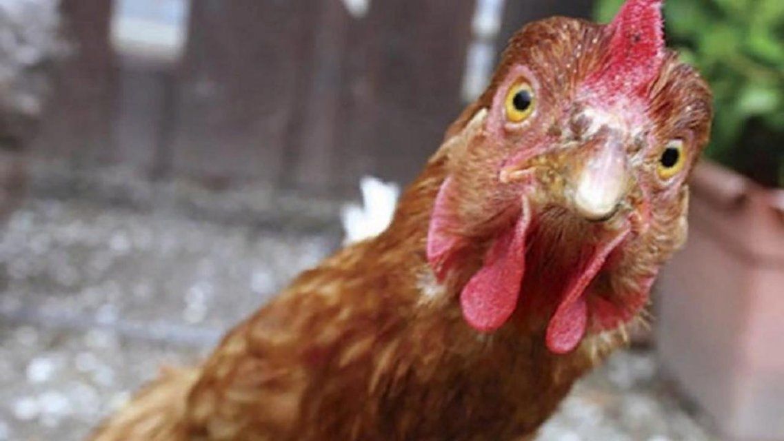 Жителю села Долгое грозит пять лет тюрьмы за кражу домашней птицы
