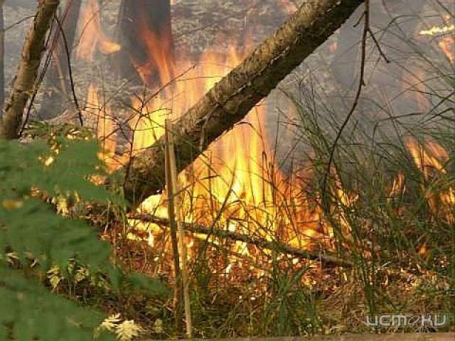 В лесах Орловской области начался пожароопасный период В лесах Орловской области начался пожароопасный период