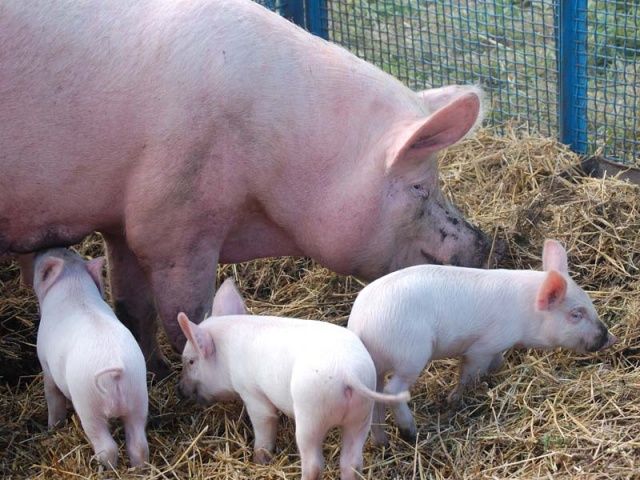 В Орле выбирают лучших племенных животных В Орле выбирают лучших племенных животных