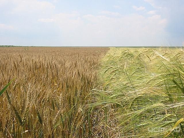 Паспортов почв нет, отбора проб тоже Паспортов почв нет, отбора проб тоже