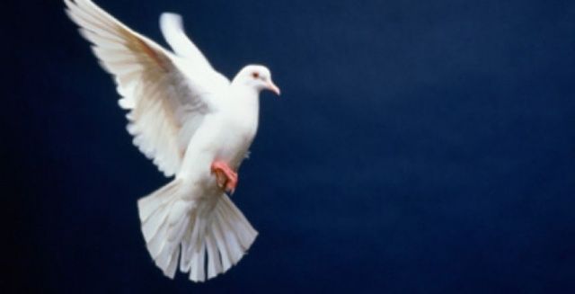 Спасли голубя, уничтожили рой ос: сводка МЧС Спасли голубя, уничтожили рой ос: сводка МЧС