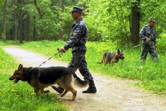 Пропавшую в лесу пенсионерку не могут найти уже седьмые сутки Пропавшую в лесу пенсионерку не могут найти уже седьмые сутки
