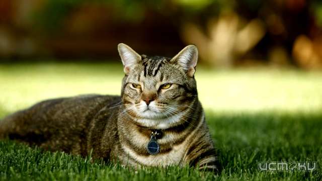 Какой корм выбрать для вашей кошки? Какой корм выбрать для вашей кошки?