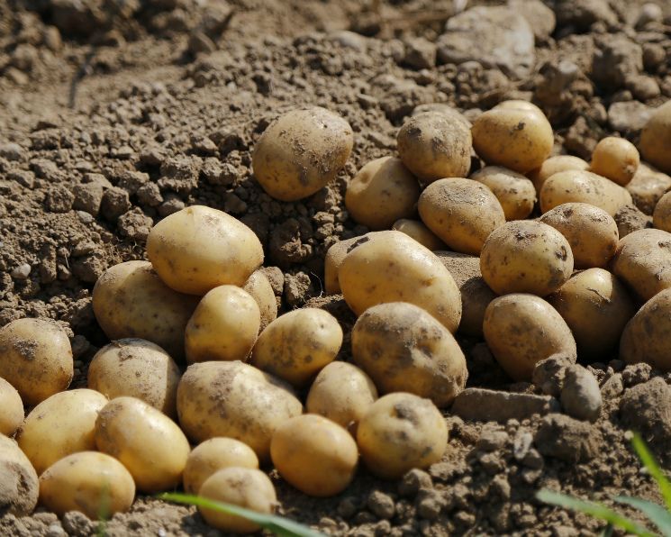 Орловщина попала в ТОП-10 регионов ЦФО по сбору картофеля