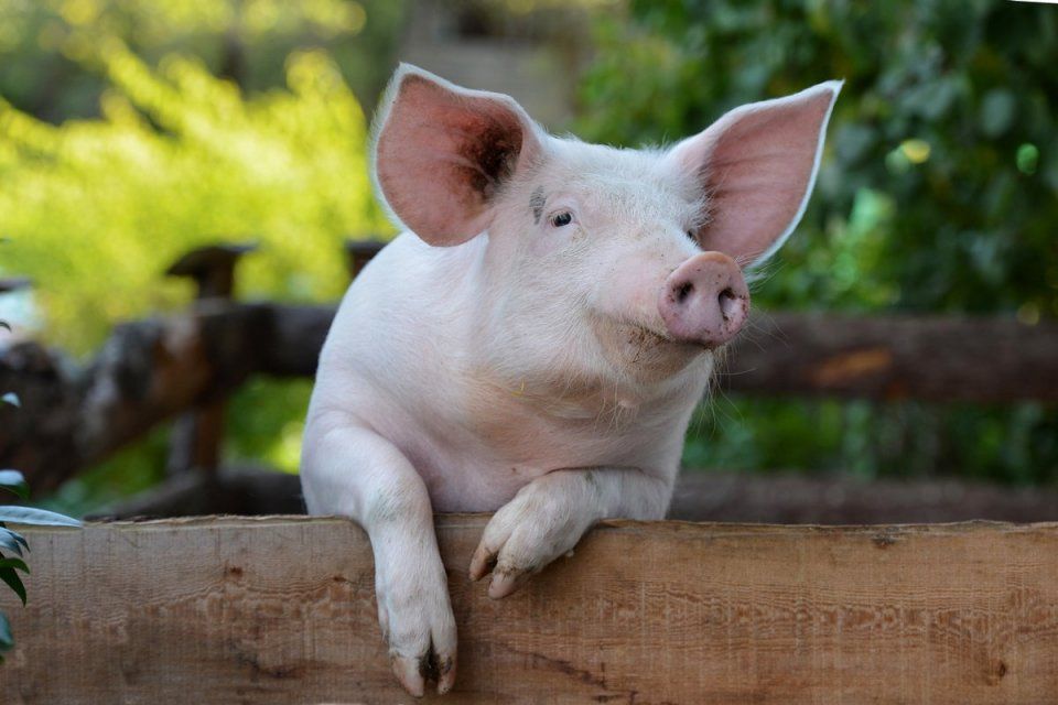 У орловчан в зоне АЧС изъяли 156 свиней