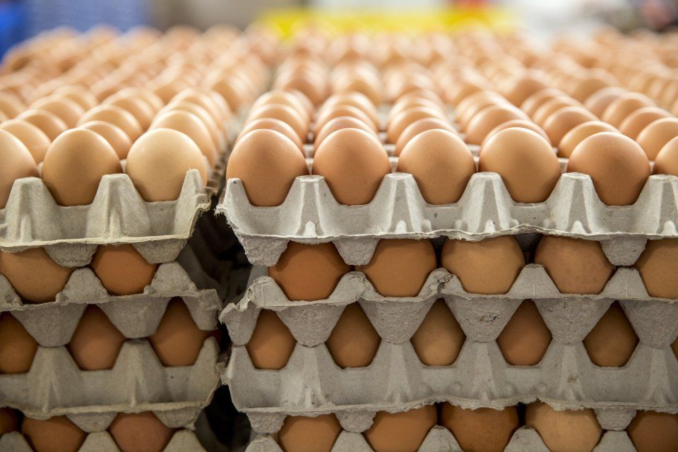 На птицеводческое предприятие Орловской области ввезли более миллиона импортных инкубационных яиц
