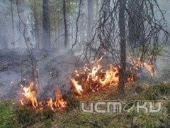 Лесничества готовятся к пожароопасному периоду Лесничества готовятся к пожароопасному периоду