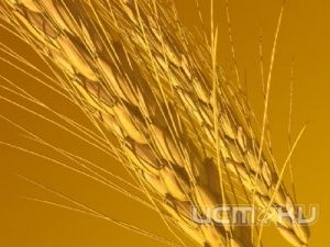 60 тонн зерна арестовали судебные приставы в Троснянском районе 60 тонн зерна арестовали судебные приставы в Троснянском районе