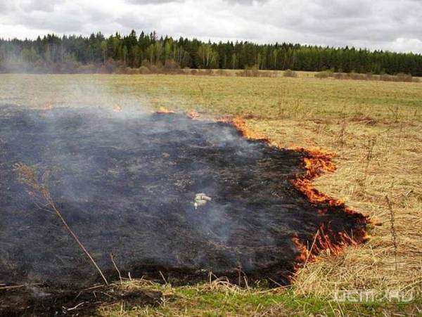 На Орловщине добровольцы продолжают помогать бороться с пожарами На Орловщине добровольцы продолжают помогать бороться с пожарами