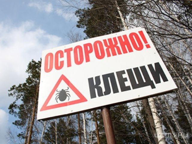 Кусали ли орловчан в этом году клещи? Кусали ли орловчан в этом году клещи?