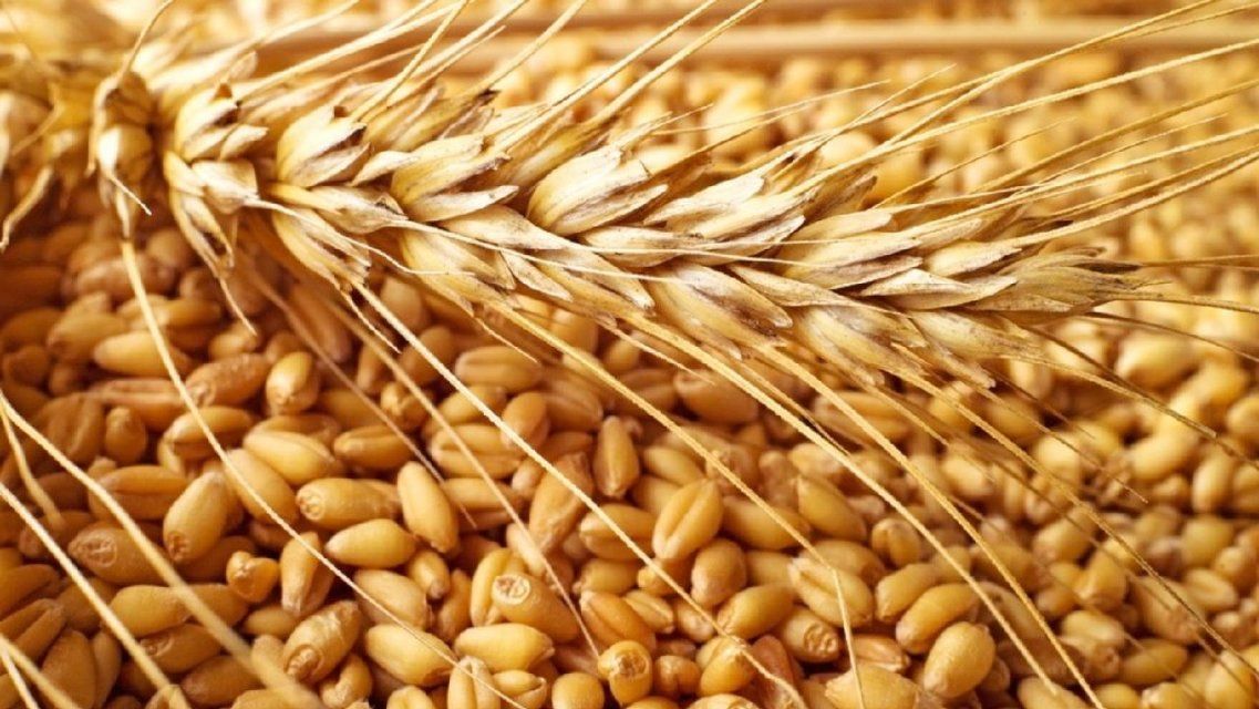 Сколько тонн зерна уже собрано в Орловской области