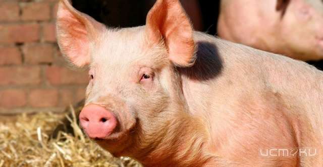 На ливенской агрофирме поставили под угрозу 12 тысяч свиней На ливенской агрофирме поставили под угрозу 12 тысяч свиней