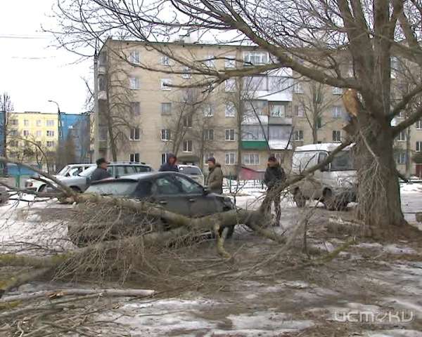 В поселке Знаменка из-за сильного ветра дерево упало на автомобиль