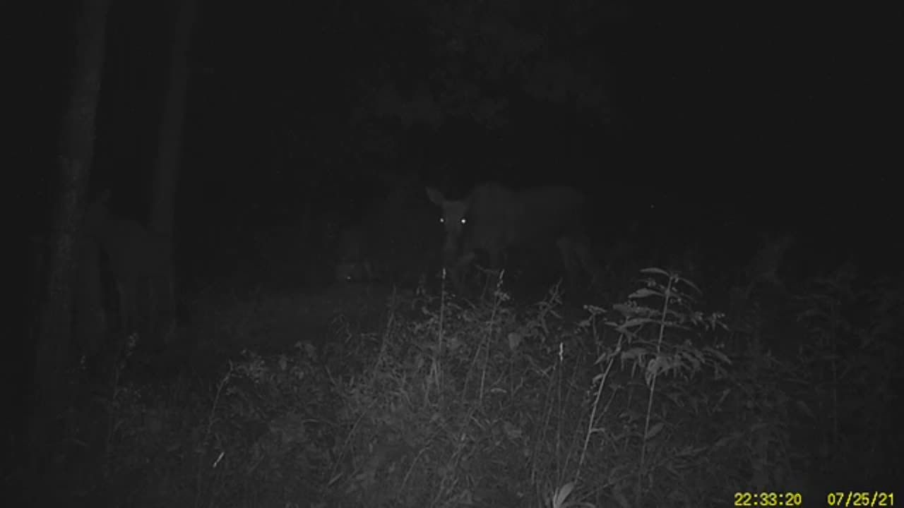 В «Орловском полесье» в фотоловушку попала семья лосей | 29.07.2021 | Орел  - БезФормата