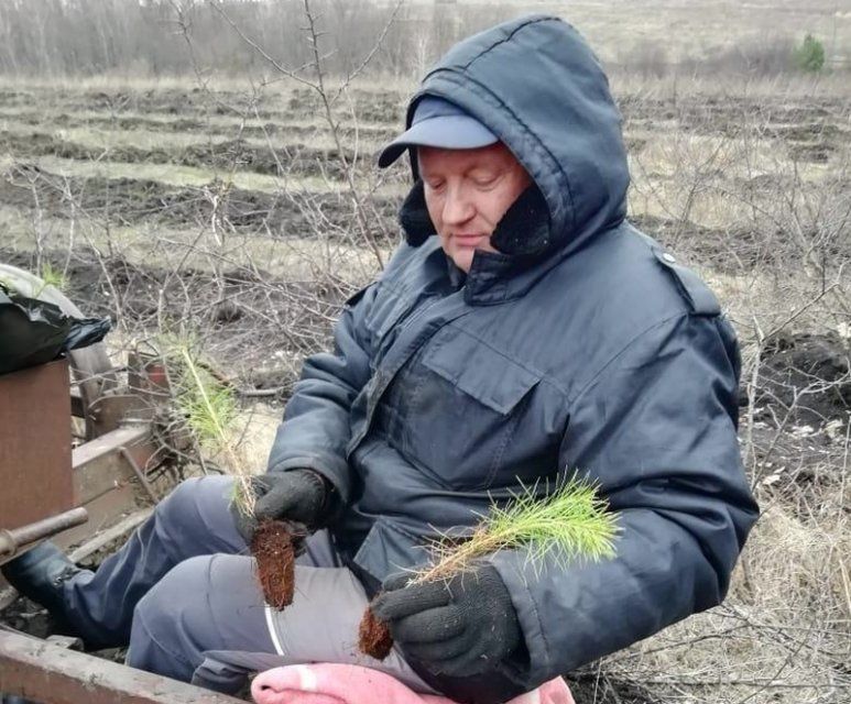В 2024 году в Орловской области проведут искусственное лесовосстановление сеянцами сосны с закрытой корневой системой на площади 18 га