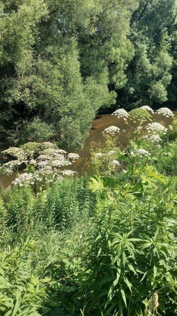 Сельскую местность Орловской области заполоняет борщевик