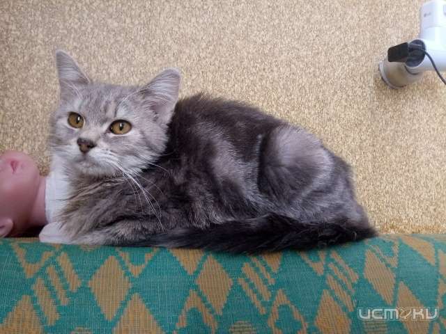 Котёнок ищет дом... Котёнок ищет дом...
