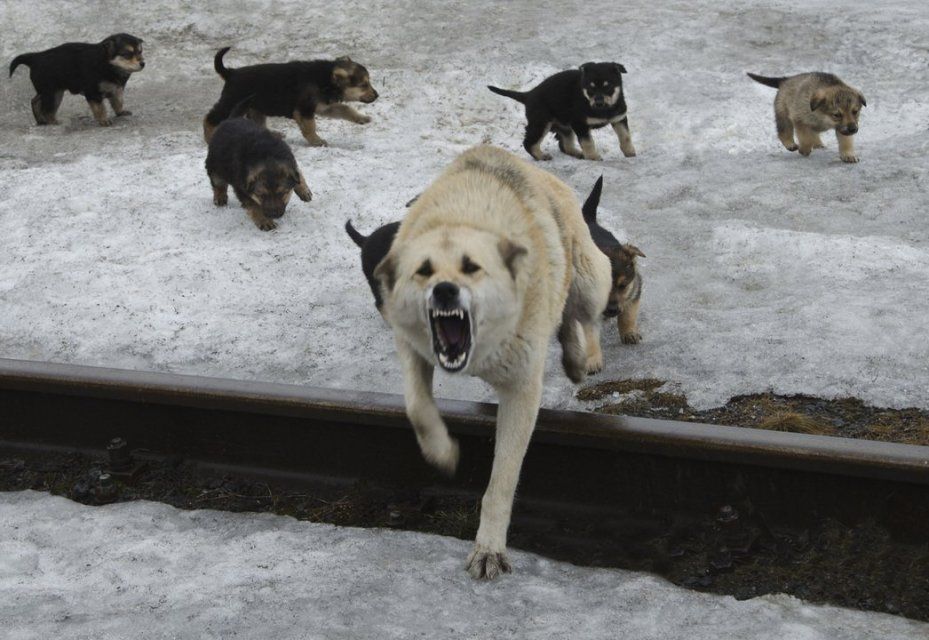 Чиновников обязали выплатить 200 тыс. рублей орловчанину за нападени стаи собак