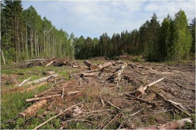 В Новодеревеньковском районе лесоруб избил лесника В Новодеревеньковском районе лесоруб избил лесника
