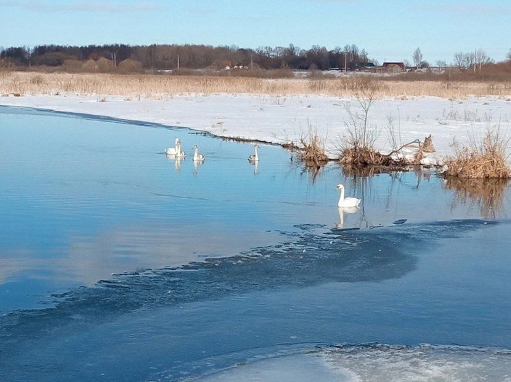 В Орловской области остановились отдохнуть лебеди