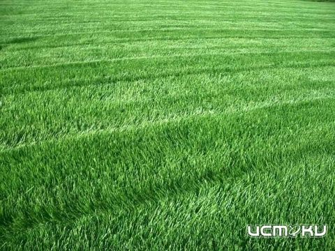 На скашивание травы с газонов введут финансовый норматив На скашивание травы с газонов введут финансовый норматив