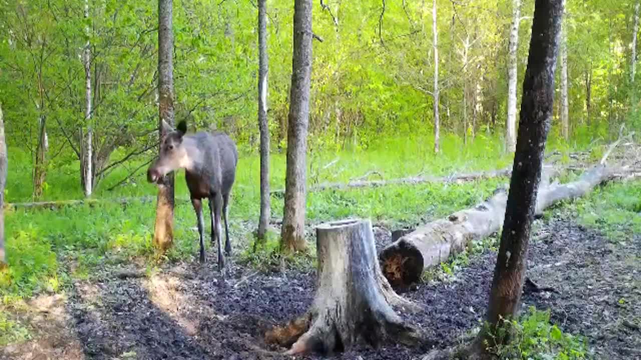 Орловское Полесье с палатками