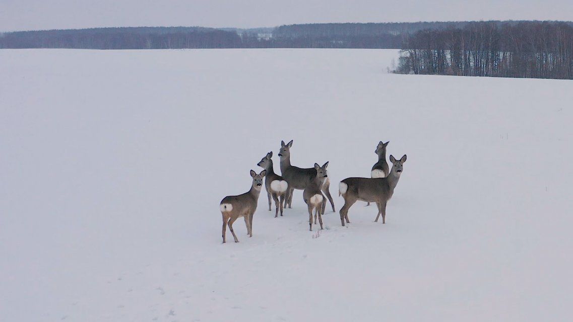 Национальный парк "Орловское полесье" в этом году отмечает юбилей-30 лет