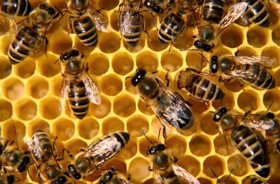 В Орле выбрали нового руководителя отделения «Российского национального союза пчеловодов»