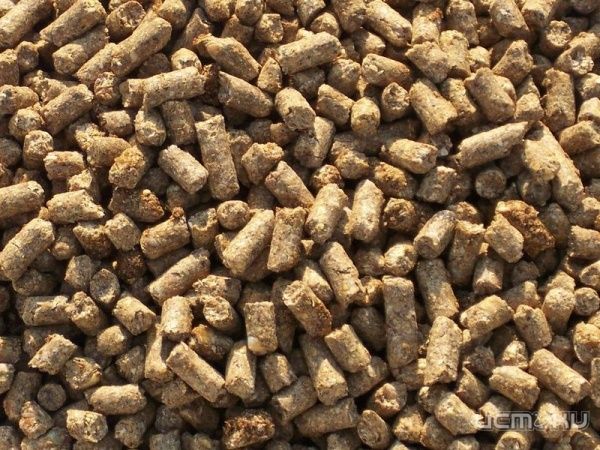 В Орловском районе открыли новый элеватор для хранения кормов В Орловском районе открыли новый элеватор для хранения кормов