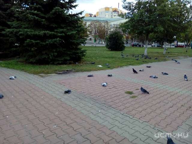 В Орле выясняют причину массовой гибели голубей В Орле выясняют причину массовой гибели голубей