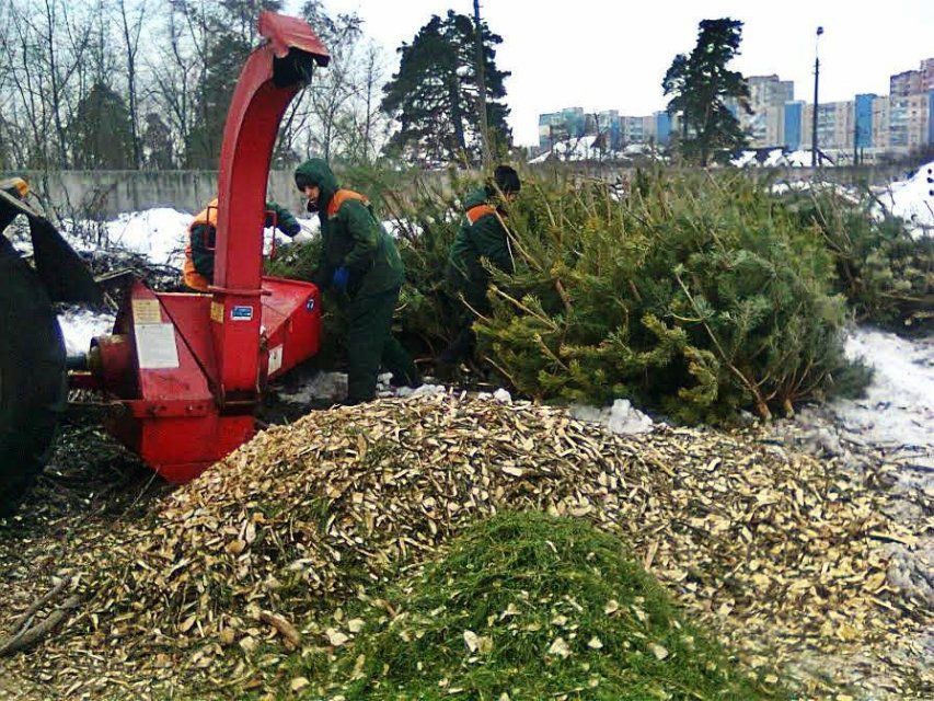 Орловчан просят не выбрасывать живую елку на мусорку
