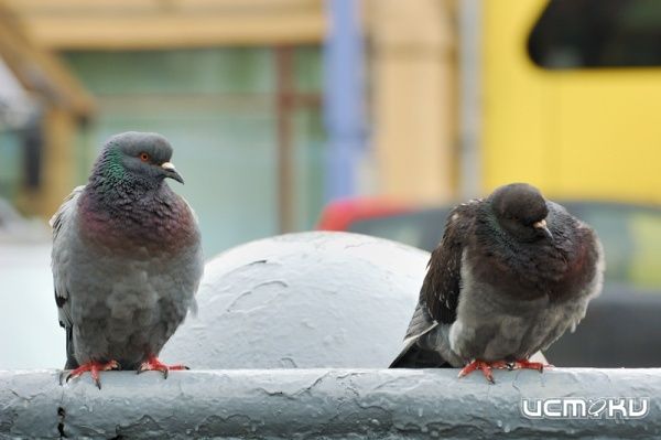 В регионе обнаружена птичья псевдочума. В регионе обнаружена птичья псевдочума.