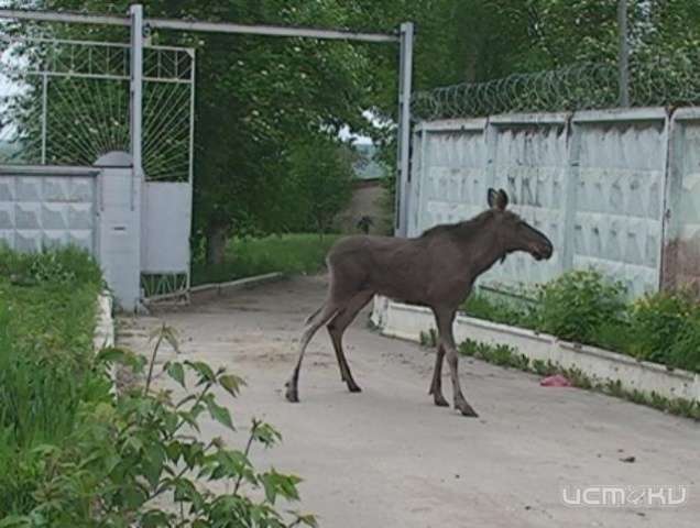 В Орле на спасателя напал... лось