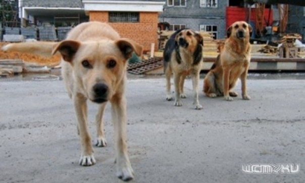 Защитники собак предостерегают орловчан Защитники собак предостерегают орловчан