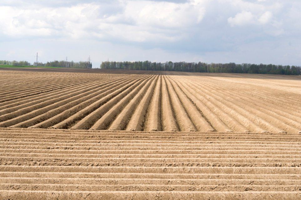 В Орловской области предпринимательница пыталась продать на рынок более 7 тыс. тонн зерна сомнительного качества