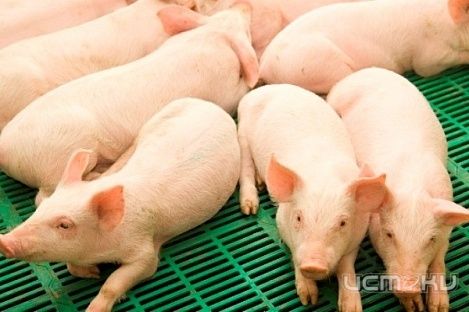 Во Мценском районе обнаружена африканская чума свиней Во Мценском районе обнаружена африканская чума свиней