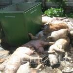 Деятельность Агрофирмы «Ливенское мясо» приостановлена на 30 суток за нарушения Деятельность Агрофирмы «Ливенское мясо» приостановлена на 30 суток за нарушения