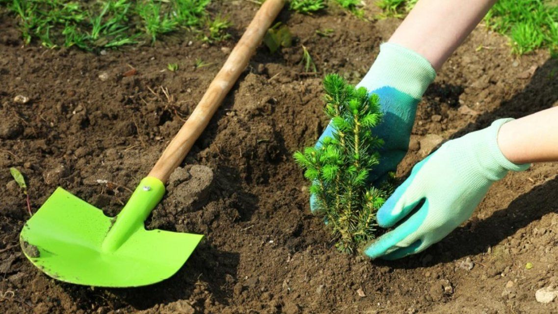 Весной в Орле посадят 5000 молодых деревьев